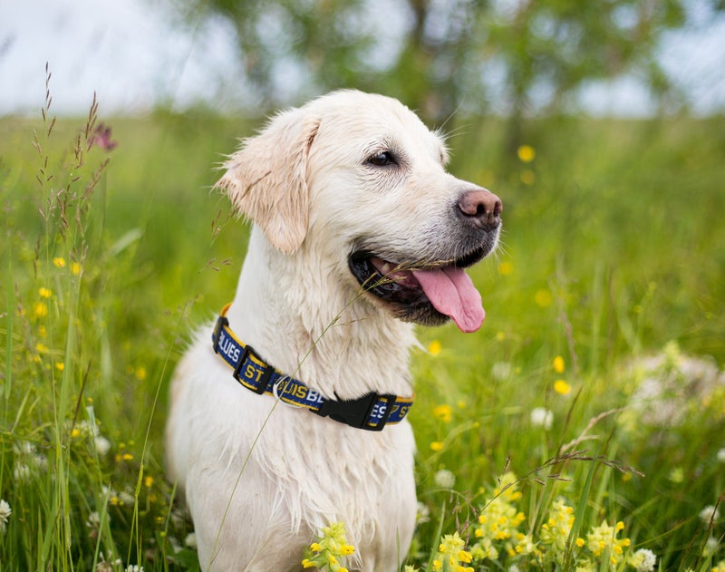 Pets First NHL Saint Louis Blues Collar for Dogs & Cats, Small. - Adjustable, Cute & Stylish! The Ultimate Hockey Fan Collar! - Image 3